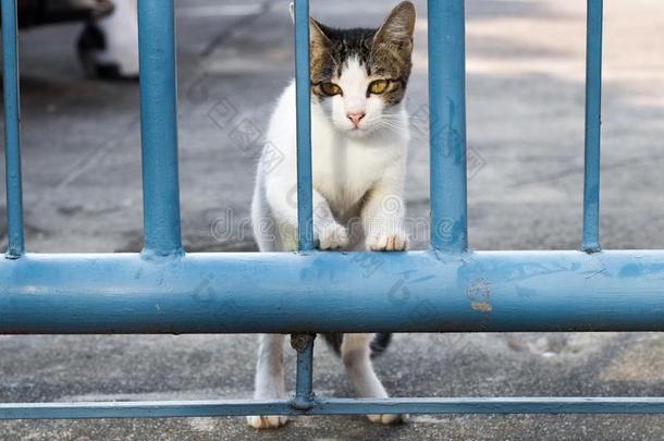 喂养食物大街猫使隔离向背景,技术的价钱-在上面.