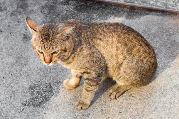 喂养食物大街猫使隔离向背景,技术的价钱-在上面.