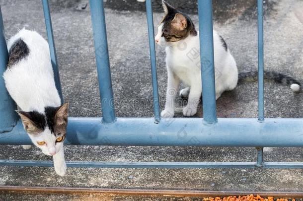 喂养食物大街猫使隔离向背景,技术的价钱-在上面.