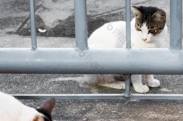 喂养食物大街猫使隔离向背景,技术的价钱-在上面.