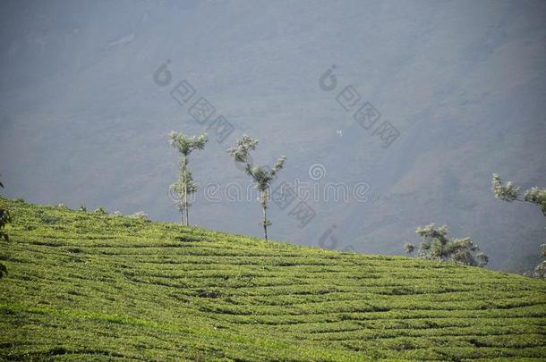 茶水种植园,穆纳尔,喀拉拉邦
