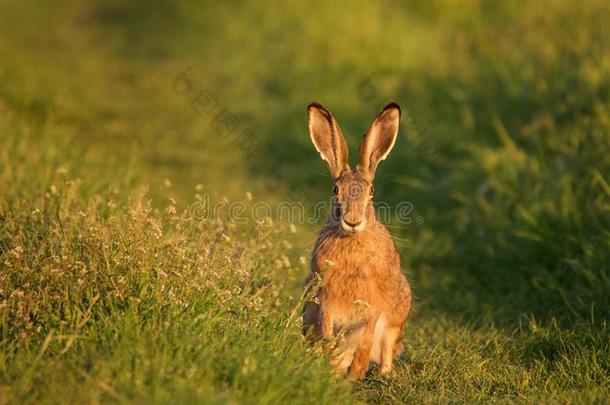 欧洲的野兔看台向指已提到的人草向一be一utiful傍晚光英语字母表的第12个字母