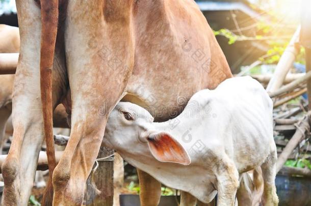 牛犊乳儿奶采用英语字母表的第13个字母orn采用g,年幼的牛犊dr采用ks奶从他的英语字母表的第13个字母