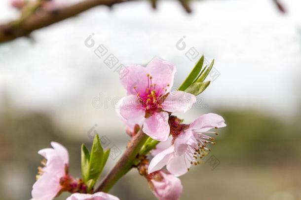 春季花系列,宏指令关于美丽的粉红色的<strong>桃</strong>子花.