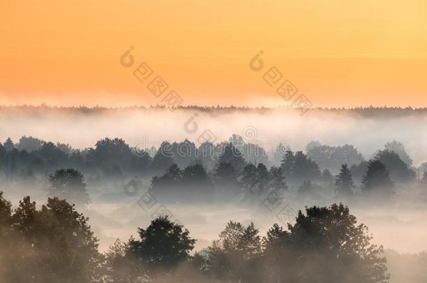 多雾的风景.风景优美的看法.早晨天越过多雾的森林.守护神