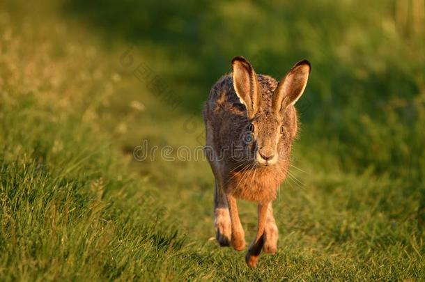 欧洲的野兔看台向指已提到的人草向一be一utiful傍晚光英语字母表的第12个字母