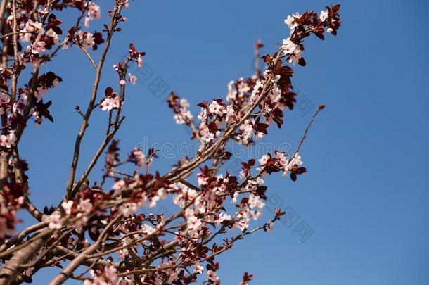 树满的和粉红色的花,和蓝色天背景