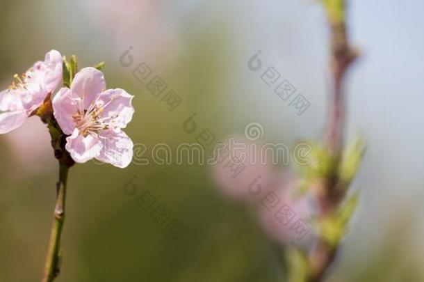 <strong>春</strong>季,<strong>春</strong>季观念-粉红色的花