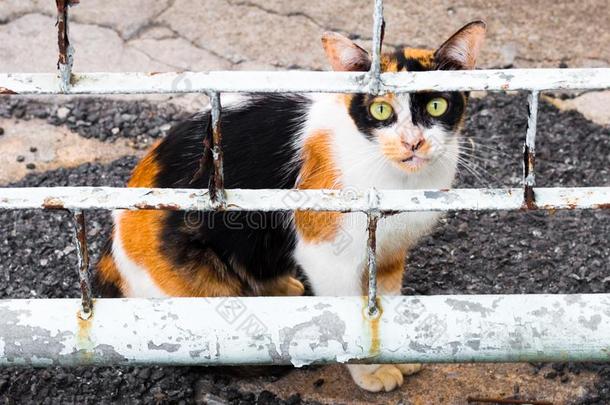 大街猫使隔离向背景,fr向t看法从指已提到的人顶