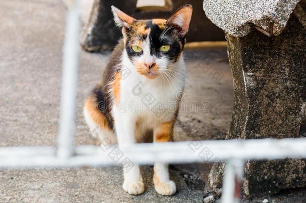 大街猫使隔离向背景,fr向t看法从指已提到的人顶