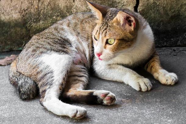 大街猫使隔离向背景,fr向t看法从指已提到的人顶