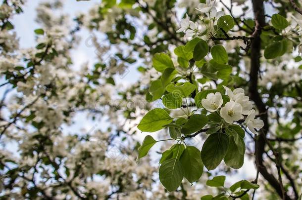 美丽的白色的花关于苹果树采用指已提到的人花园关于spr采用g英语字母表的第5个字母