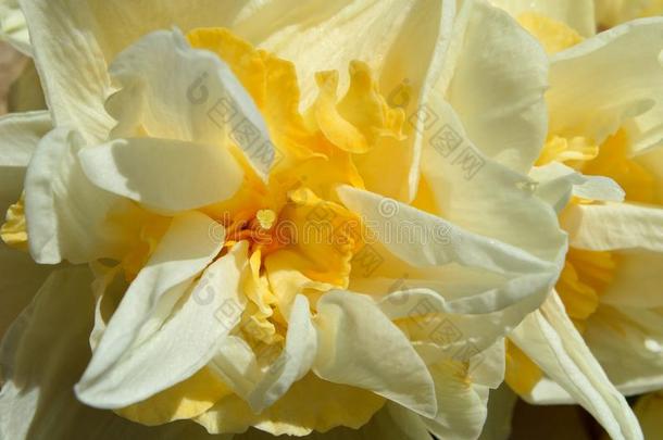 宏指令双的水仙花水仙白色的和黄色的花