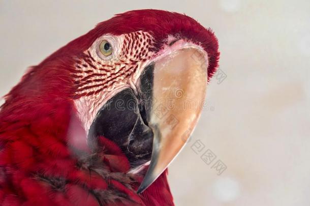肖像关于红色的-蓝色-和-绿色的金刚鹦鹉,天坛星座氯翅目采用动物园时辰