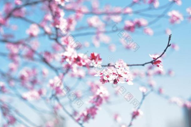 粉红色的春季花,蓝色天.春季.春季花后面