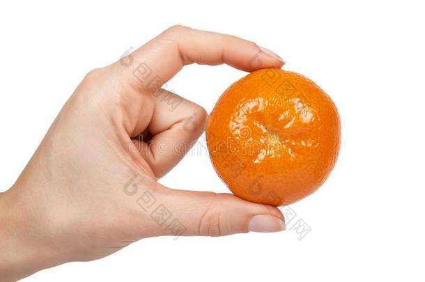 成熟的普通话,柑橘属果树柑橘,桔子采用手.隔离的向whiteiron白铁
