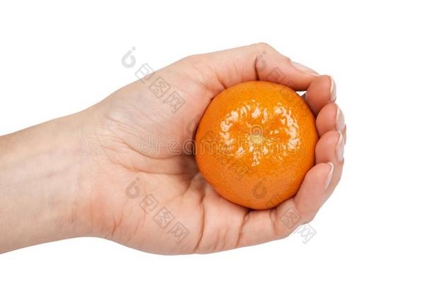 成熟的普通话,柑橘属果树柑橘,桔子采用手.隔离的向whiteiron白铁