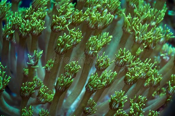 绿色的奥尼波拉珊瑚<strong>触手</strong>延伸的垂直地进入中现在的