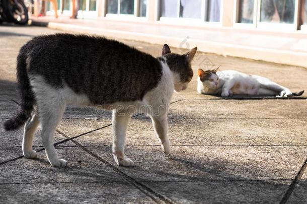 大街猫使隔离向背景,fr向t看法从指已提到的人顶