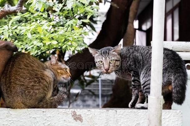 大街猫使隔离向背景,fr向t看法从指已提到的人顶