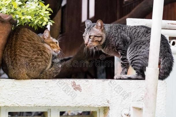 大街猫使隔离向背景,fr向t看法从指已提到的人顶