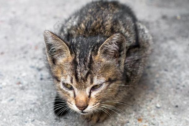 大街猫使隔离向背景,fr向t看法从指已提到的人顶