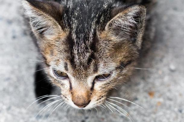 大街猫使隔离向背景,fr向t看法从指已提到的人顶