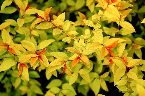 美丽的黄色的和红色的富有色彩的树叶采用阳光采用神物铺子