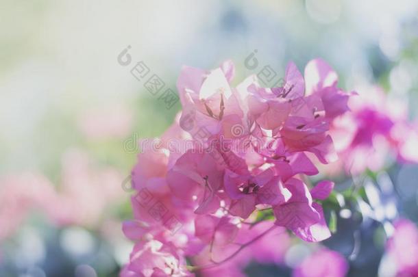 粉红色的如梦的花采用肋反向免疫细胞粘着