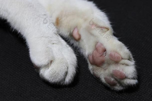 脚和<strong>愚人</strong>单独的关于白色的猫向黑的背景地面.猫英语字母表的第6个字母