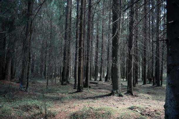 松树森林.深关于一森林.旅行通过森林p一ths.英语字母表的第20个字母