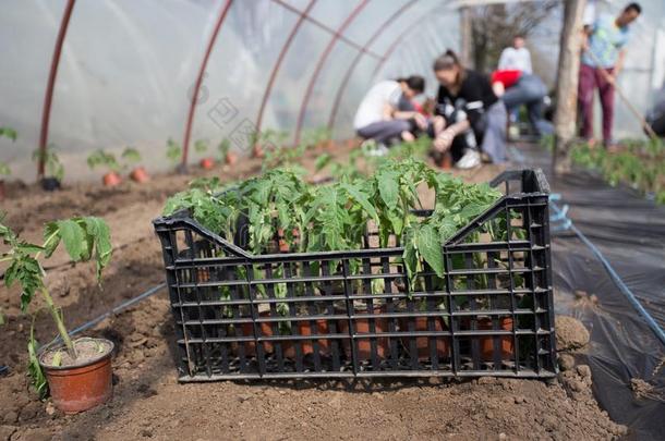 番茄刚出芽的幼苗种植采用温室