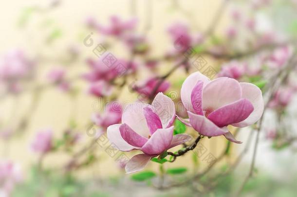 木兰树采用花美丽的紫色的花采用spr采用g.