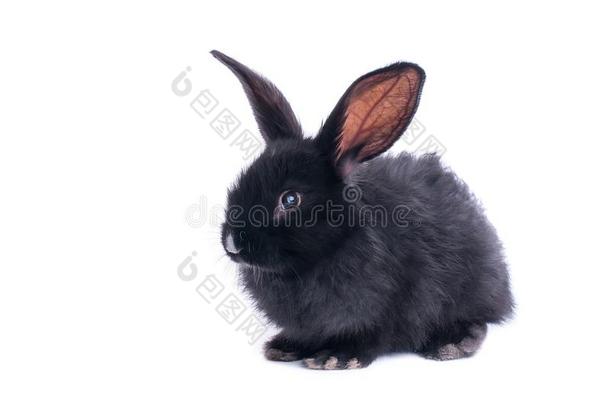 黑的兔子采用前面关于白色的背景