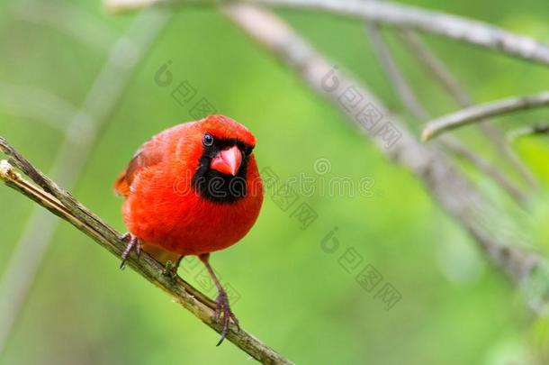 一明亮的红色的鸟栖息和绿色的背景