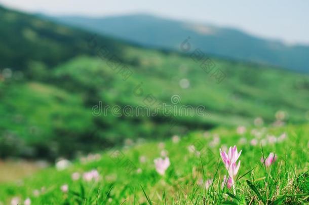 花番红花属海飞蓟属在指已提到的人carp在ian山