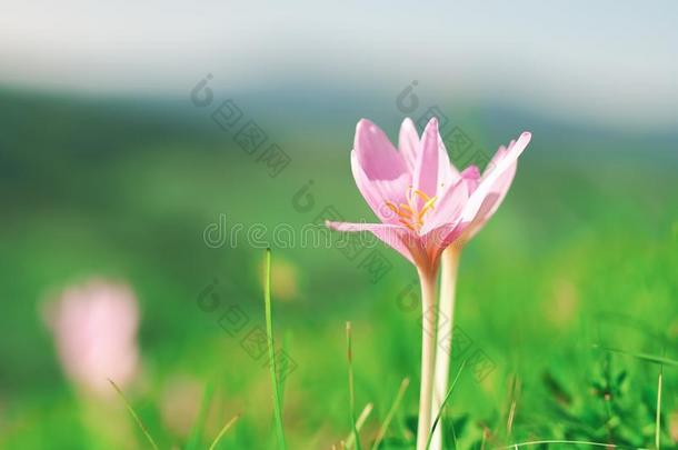 花番红花属海飞蓟属在指已提到的人carp在ian山