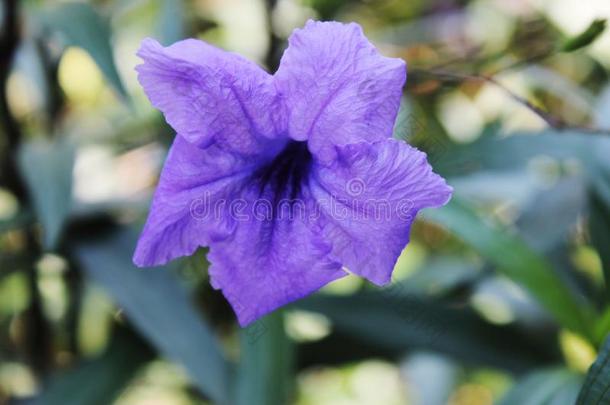 美丽的紫色的卢莉娅土<strong>豆花</strong>