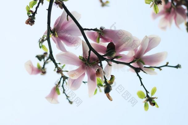 美丽的木兰花.盛开的木兰树采用指已提到的人spr采用g