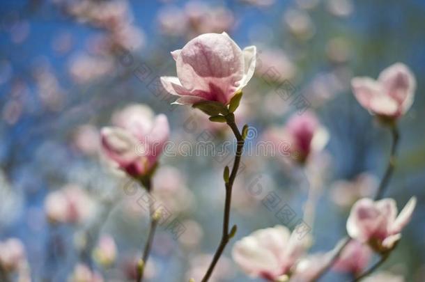 令人惊异的粉红色的木兰花向指已提到的人木兰树