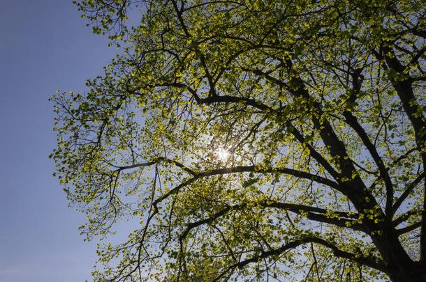 公园树和树枝和植物的叶子向冲刺时间和煦的：照到阳光的一天