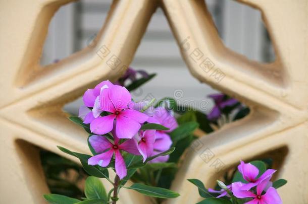 锦葵属植物花和星格子框架背景