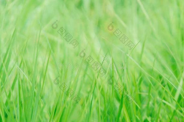 sodiumfluorescein荧光素钠集中绿色的草新鲜的春季自然轻松照片墙纸