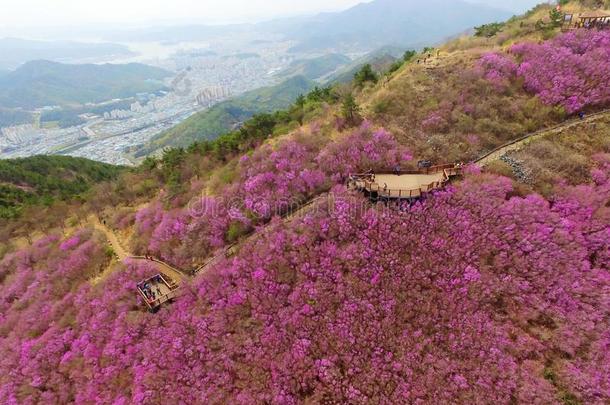 空气的看法关于钱朱森山金达莱杜鹃花花花