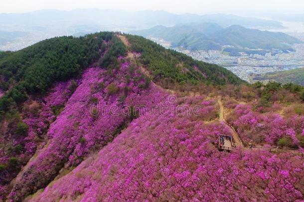 空气的看法关于钱朱森山金达莱杜鹃花花花