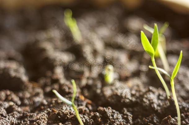 绿色的植物<strong>发芽</strong>生长的<strong>发芽</strong>从种子春季summarization摘要