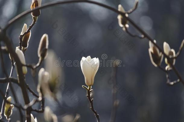 美丽的春季花为木兰树白色的花
