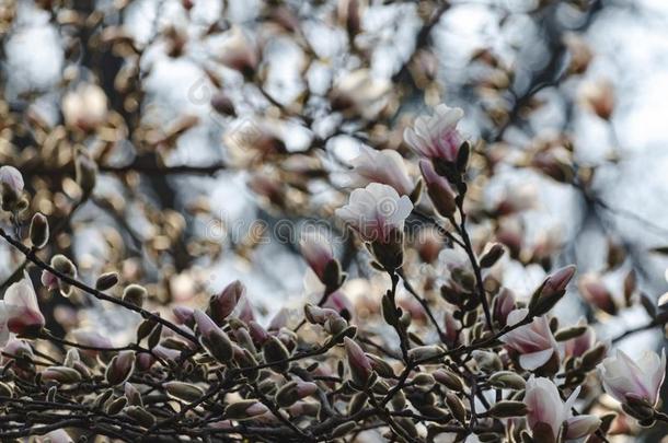 美丽的春季花为<strong>木</strong>兰树白色的花