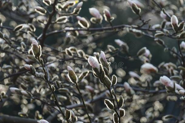 美丽的春季花为<strong>木</strong>兰树白色的花