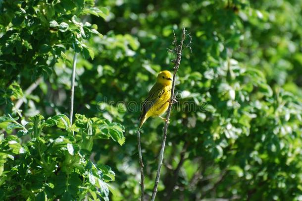 小的黄色的金翅雀起立向一灌木肢